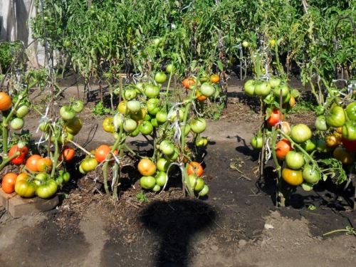 Растущие помидоры в открытом грунте