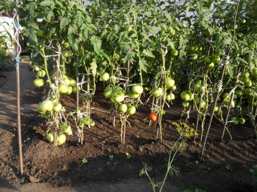 Растущие помидоры на огороде