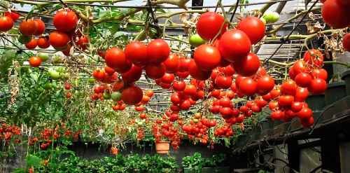 Красные помидоры в огороде