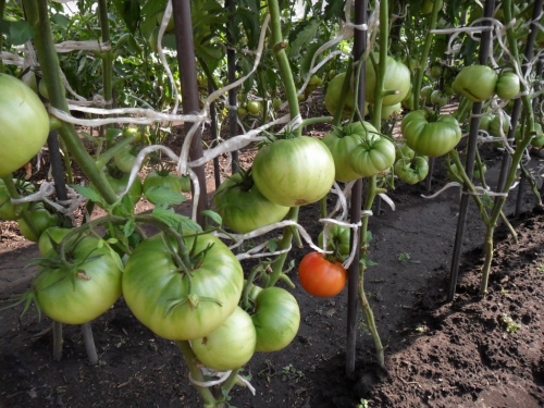 Зеленые помидоры на грядке