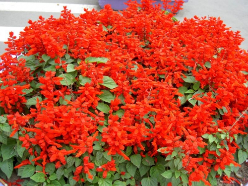 Красные цветки сальвии