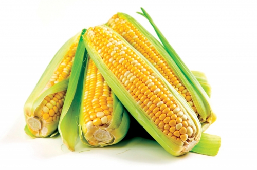 Желтые плоды кукурузы