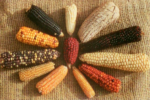 Кукуруза разных видов