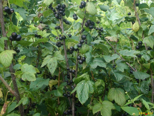 Кусты черной смородины с листьями