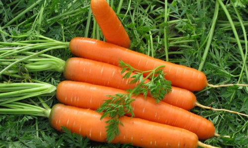 Морковь на траве
