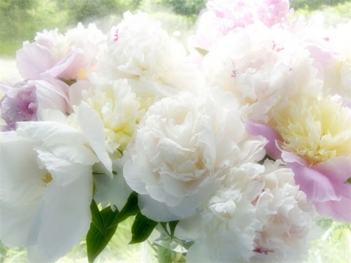 Белые и розовые пионы