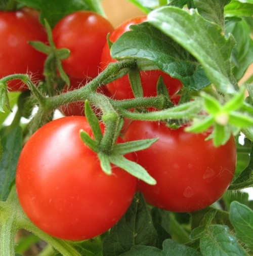 Плоды помидоров в огороде