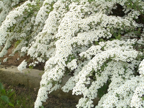 Белые цветки спиреи на кусте