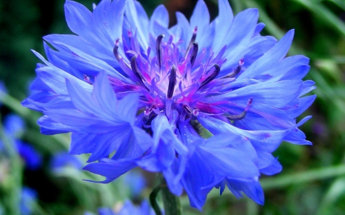 Синие цветки василька