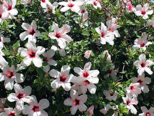 Белые цветки гибискуса