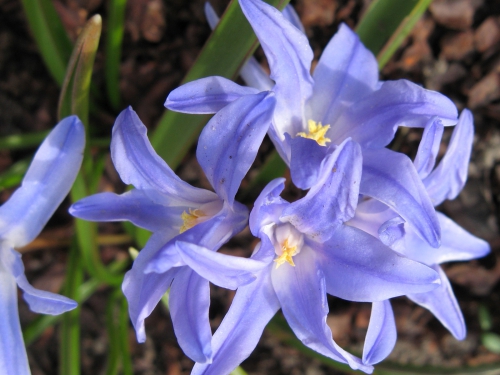 Фиолетовые цветки хионодоксы