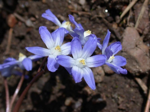 Цветы хионодоксы