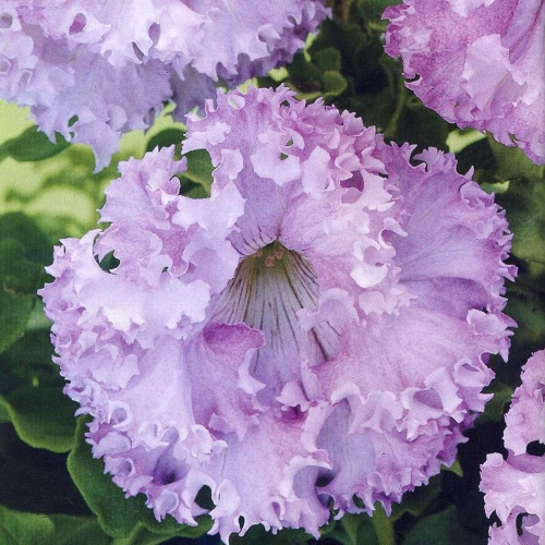 Фиолетовые цветки петунии
