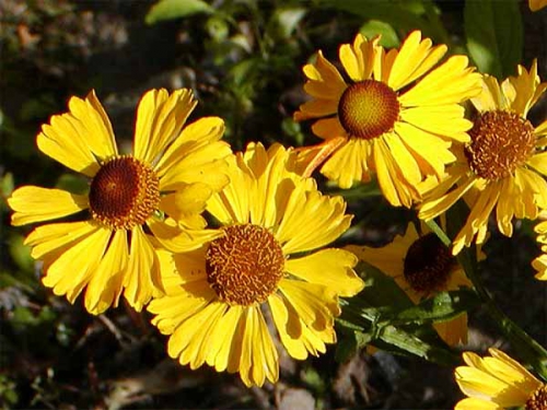 Желтые цветочки гелениума