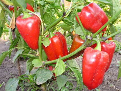 Ярко-красный болгарский перец