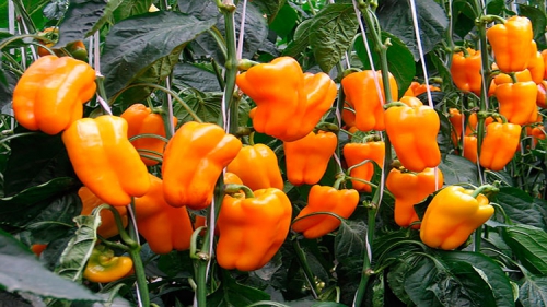 Оранжевый болгарский перец
