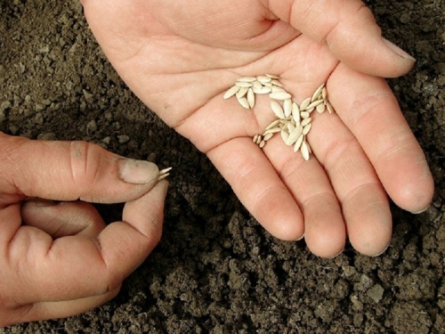 Семена корнишонов для открытого грунта