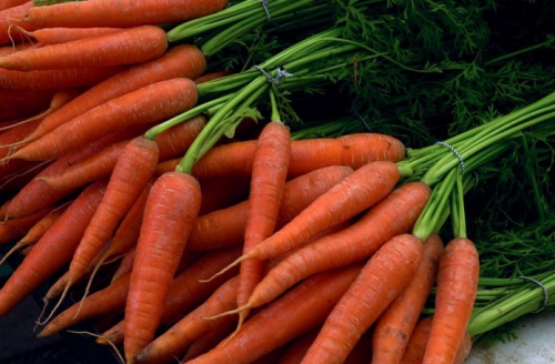 Морковь в открытом грунте