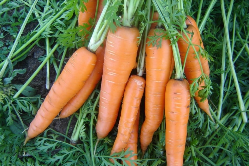 Морковь в открытом грунте