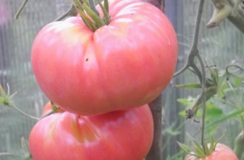 Крупные и сладкие помидоры