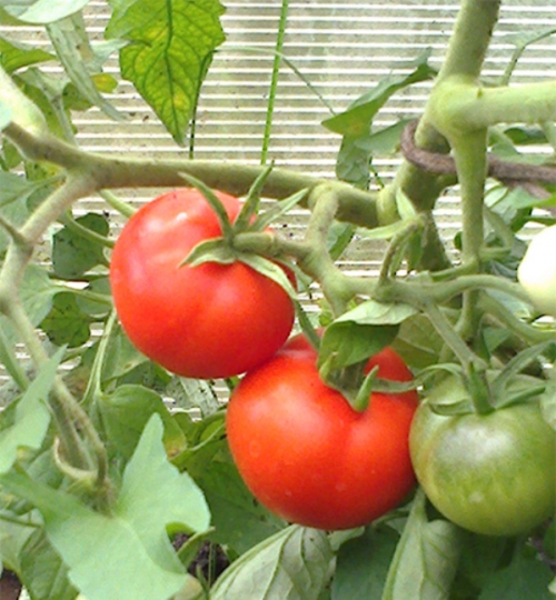 Растущие ультраскороспелые томаты