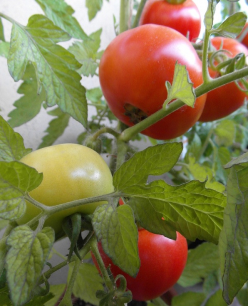 Ультраскороспелые помидоры в открытом грунте
