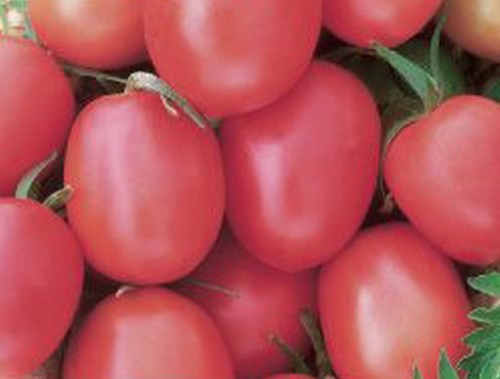 Урожай суперранних томатов