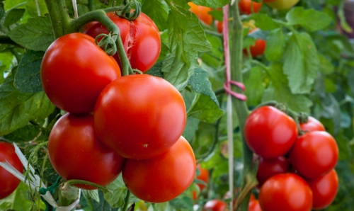 Ультраранние томаты в открытом грунте