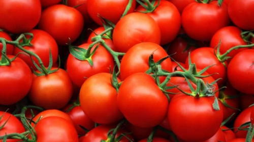 Созревшие помидоры красного цвета
