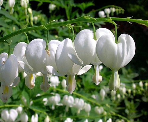 Белые цветки дицентры