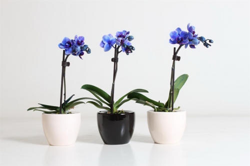 Орхидея фаленопсис синего цвета