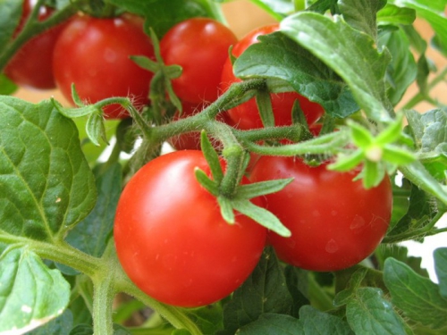 Засухоустойчивые томаты