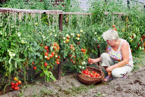 Выращивание помидоров в открытом грунте