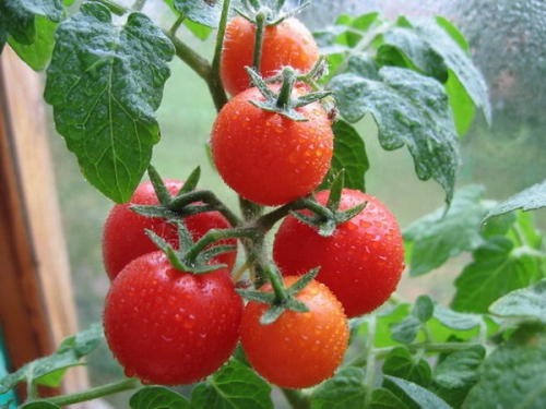 Растущие плоды помидоров