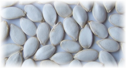 Семена кабачков для высадки в открытый грунт