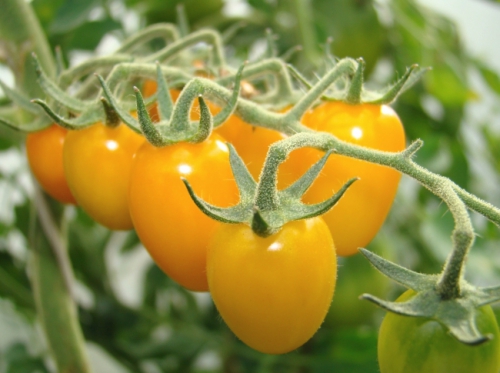 Растущие в открытом грунте желтые томаты