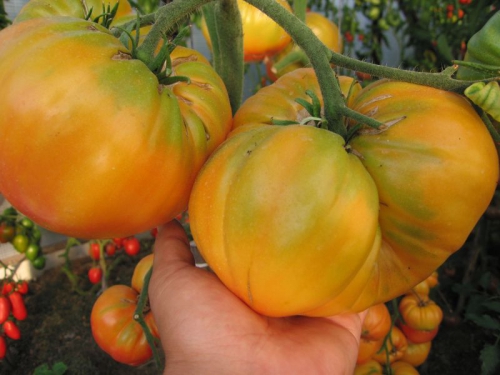 Массивные желтые помидоры