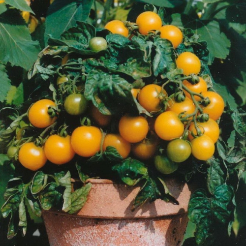 Маленькие помидоры желтого цвета