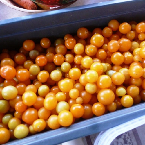 Урожай мелких желтых помидоров