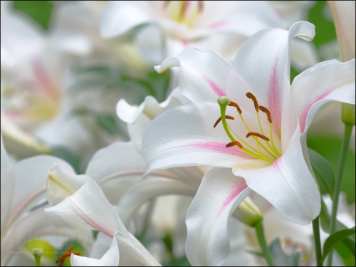 Цветки белых лилий