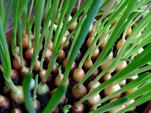 Зеленый лук-севок для высадки в грунт