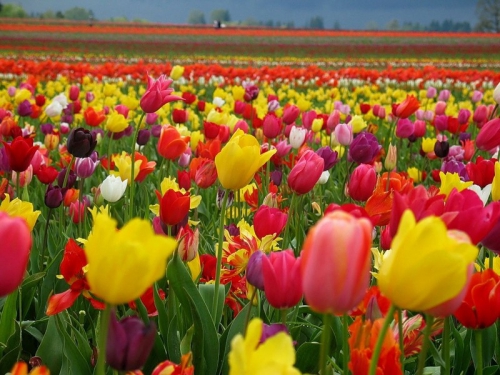 Разноцветные тюльпаны в поле