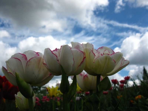 Белые тюльпаны в открытом грунте