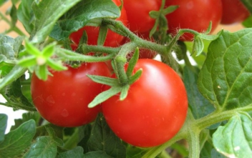 Растущие в открытом грунте помидоры