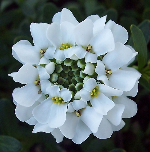 Белый цветок ибериса