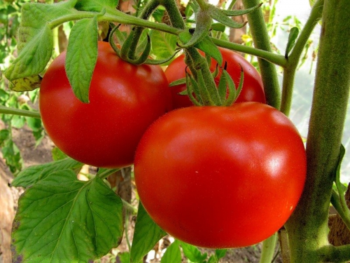 Растущие на кусте помидоры