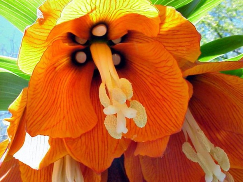Оранжевые цветки императорского рябчика