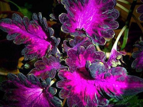 Фиолетовые листья колеуса