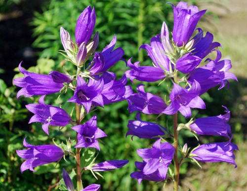 Фиолетовые цветки аконита в открытом грунте