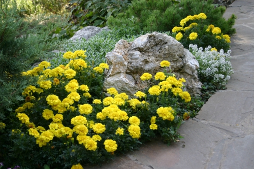 Желтые бархатцы в саду